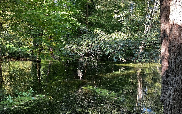 Nature on the Briesesteig trail, Foto: Jörg Bartz, Lizenz: TV Brandenburgische Seeplatte