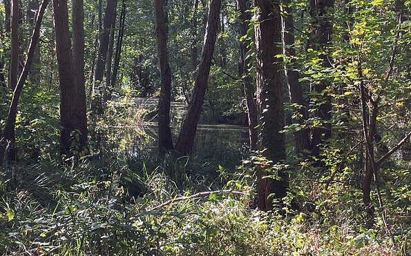 Nature on the Briesesteig trail, Foto: Jörg Bartz, Lizenz: TV Brandenburgische Seenplatte
