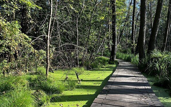 Continue along the Briesesteig trail, Foto: Jörg Bartz, Lizenz: TV Brandenburgische Seenplatte