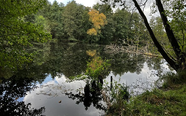 Natur sich selbst überlassen, Foto: Jörg Bartz, Lizenz: TV Brandenburgische Seenplatte