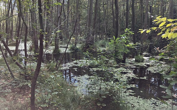 Mystisch, Foto: Jörg Bartz, Lizenz: TV Brandenburgische Seenplatte