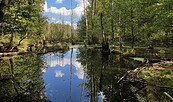 Natur pur, Foto: Jörg Bartz, Lizenz: TV Brandenburgische Seenplatte