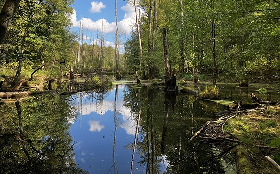 Natur pur, Foto: Jörg Bartz, Lizenz: TV Brandenburgische Seenplatte