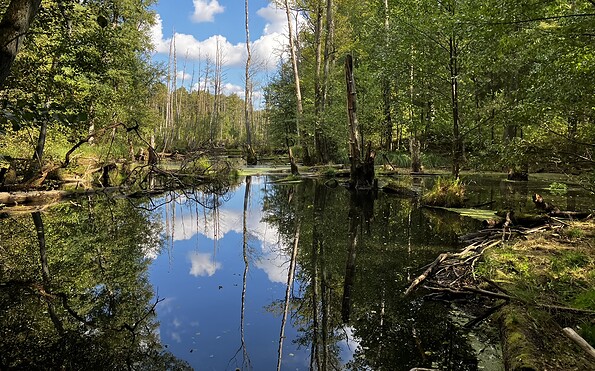 Natur pur, Foto: Jörg Bartz, Lizenz: TV Brandenburgische Seenplatte