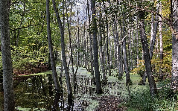 Bäume im Wasser, Foto: Jörg Bartz, Lizenz: TV Brandenburgische Seenplatte
