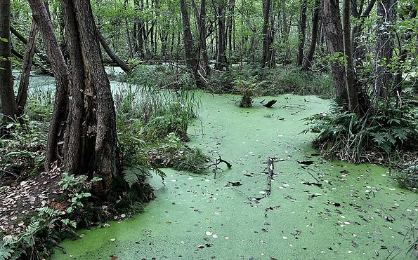Nature, Foto: Jörg Bartz, Lizenz: TV Brandenburgische Seenplatte