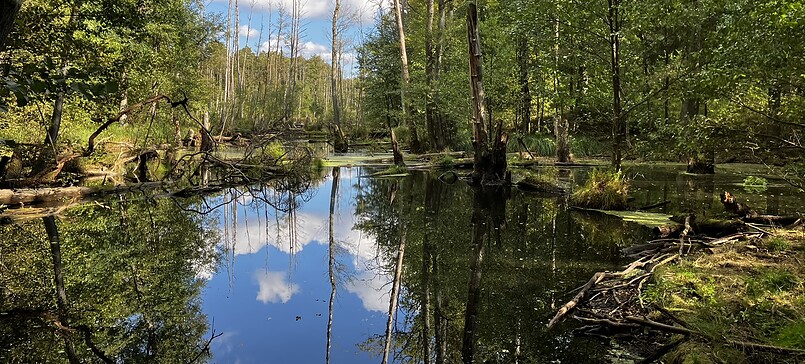 5. Etappe "66-Seen-Wanderweg": Birkenwerder - Wensickendorf