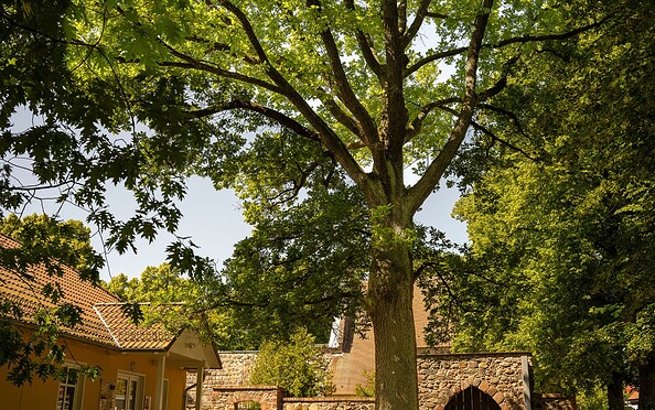 Kaisereiche Birkholz, Foto: Michél Schmidt, Lizenz: BeSt Bernauer Stadtmarketing GmbH