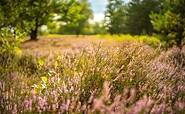 Schönower Heide, Foto: Michél Schmidt, Lizenz: BeSt Bernauer Stadtmarketing GmbH