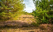 Schönower Heide, Foto: Michél Schmidt, Lizenz: BeSt Bernauer Stadtmarketing GmbH