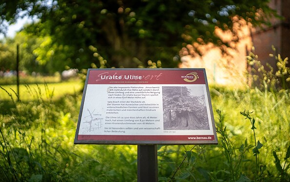 Uralte Ulme, Foto: Michél Schmidt, Lizenz: BeSt Bernauer Stadtmarketing GmbH