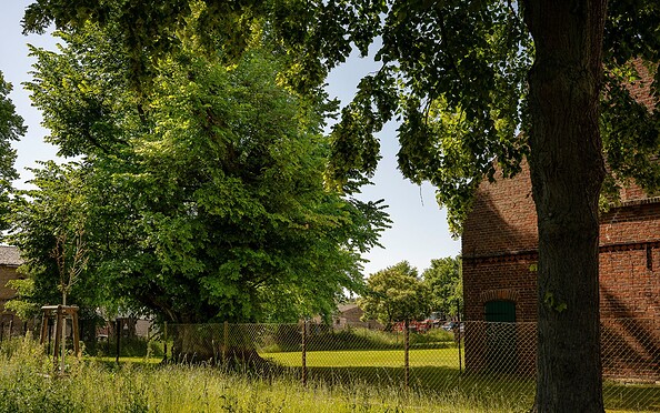 Uralte Ulme, Foto: Michél Schmidt, Lizenz: BeSt Bernauer Stadtmarketing GmbH
