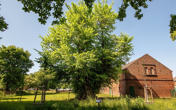 Uralte Ulme, Foto: Michél Schmidt, Lizenz: BeSt Bernauer Stadtmarketing GmbH
