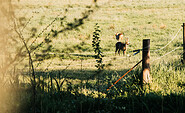 Rehe auf einem Feld im Havelland, Foto: Steven Ritzer, Lizenz: Tourismusverband Havelland e.V.