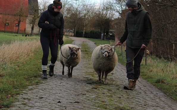 Wanderung mit Schafen, Foto: Reit- und Erlebnistherapie Rühstädt, Lizenz: Tourismusverband Prignitz