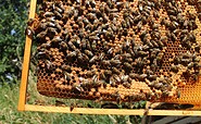 Bienenvolk, Foto: Bioland-Imkerei Voelkel, Lizenz: Bioland-Imkerei Voelkel