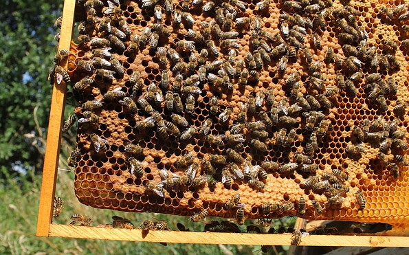 Bienenvolk, Foto: Bioland-Imkerei Voelkel, Lizenz: Bioland-Imkerei Voelkel