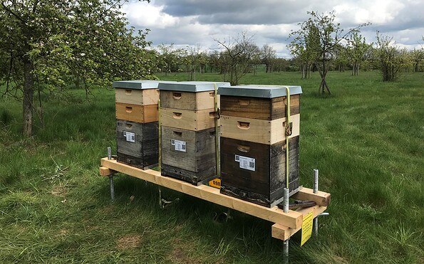 Bild, Foto: Bioland-Imkerei Voelkel, Lizenz: Bioland-Imkerei Voelkel