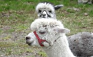 Alpaka, Foto: Bernhard Grunicke, Lizenz: Tourismusverband Prignitz e.V.