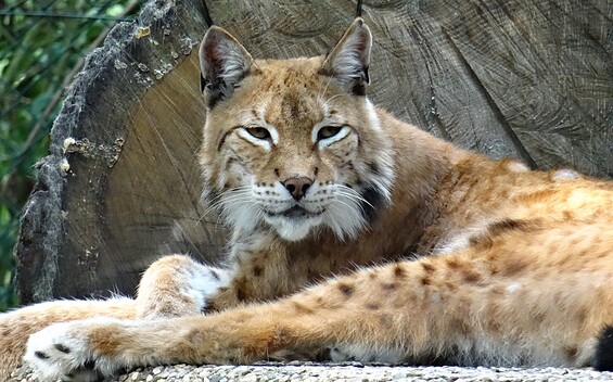 Tierpark Perleberg , Foto: Bernhard Grunicke, Lizenz: Tourismusverband Prignitz e.V.