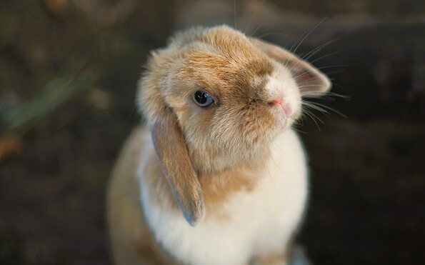 Animal courtyard, Foto: Florian Schugardt, Lizenz: Florian Schugardt