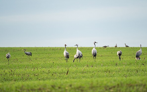 Kraniche, Foto: Florian Läufer, Lizenz: Seenland Oder-Spree