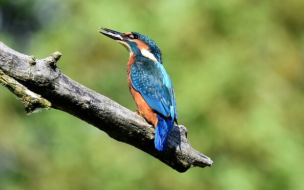 Birdwatching, Foto: Holger Hoffmann , Lizenz: Seenland Oder-Spree