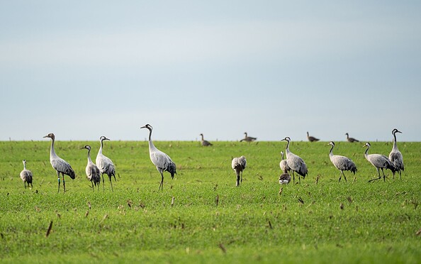 Cranes, Foto: Florian Läufer, Lizenz: Seenland Oder-Spree