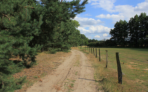 Lichte Wälder und offene Landschaft am Naturpark-Rundwanderweg 20, Foto: Bansen-Wittig