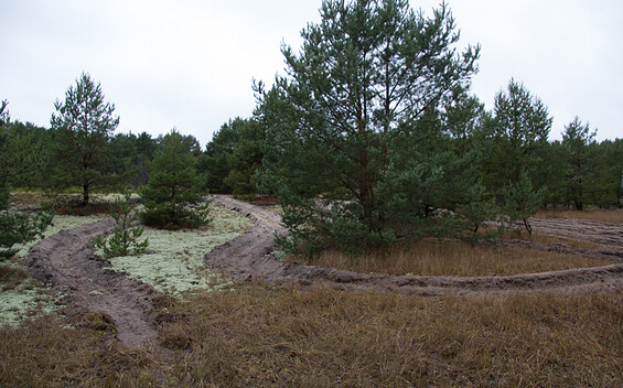 Flechen und lichter Kiefernwald in den Räuberbergen, Foto: Bansen-Wittig