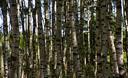 Birkenwäldchen, Foto: Bansen-Wittig