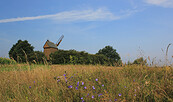 Bockwindmühle Borne, Foto: Bansen-Wittig