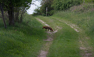 Fuchs quert, Foto: Bansen-Wittig