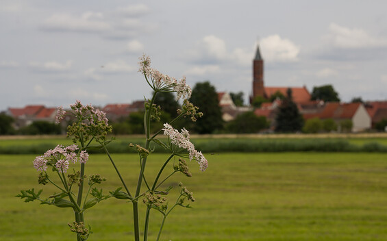 Blick auf Niemegk, Foto: Bansen-Wittig