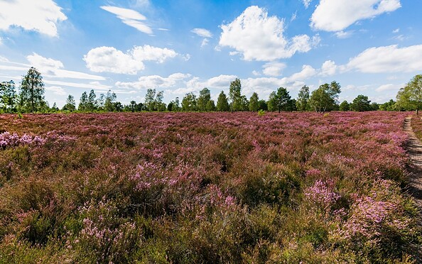 Reicherskreuzer Heide , Foto: Foto Seenlandentdecker, Lizenz: Foto Seenlandentdecker