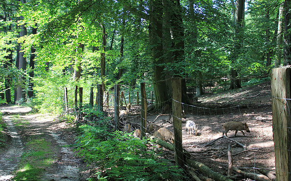 Am Wildschweingatter "Alte Hölle", Foto: Bansen-Wittig