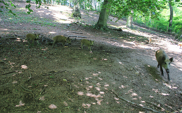 Wildschweingatter "Alte Hölle", Foto: Bansen-Wittig