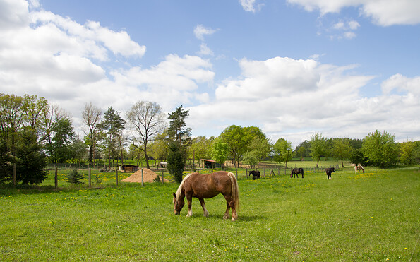 Pferdehof am Heidehof, Foto: Bansen-Wittig