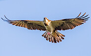 Osprey, Foto: Börgepictures/Mario Bortel, Lizenz: Börgepictures