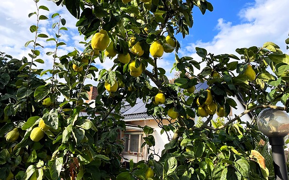 Impressionen, Foto: Ulrike Haselbauer, Lizenz: Tourismusverband Lausitzer Seenland e.V.