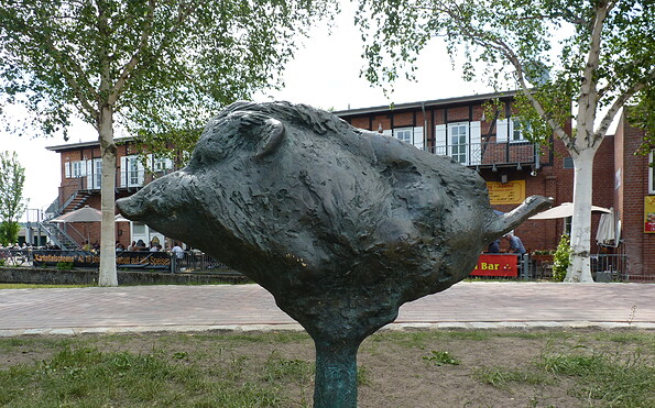 Wildschwein - rasende Sau, Foto: Waren (Müritz)-Information