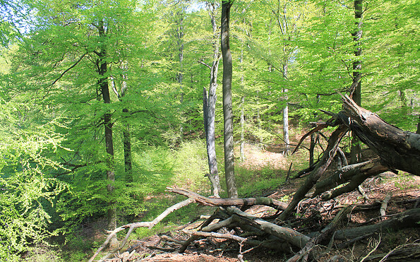 "Totholz" bringt Leben und Vielfalt in den Wald, Foto: Bansen-Wittig