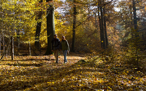 Wandern durch bunten Herbstwald, Foto: Bansen-Wittig