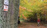 Baummarkierungen erleichtern die Orientierung, Foto: Bansen-Wittig