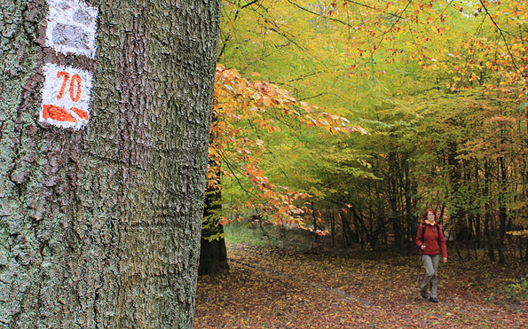 Baummarkierungen erleichtern die Orientierung, Foto: Bansen-Wittig