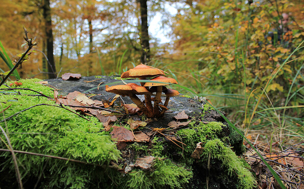 Herbstwald duftet nach Pilzen, Foto: Bansen-Wittig