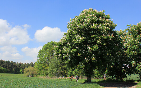 Blühende Kastanie an der Wüstung Groß Glien, Foto: Bansen-Wittig