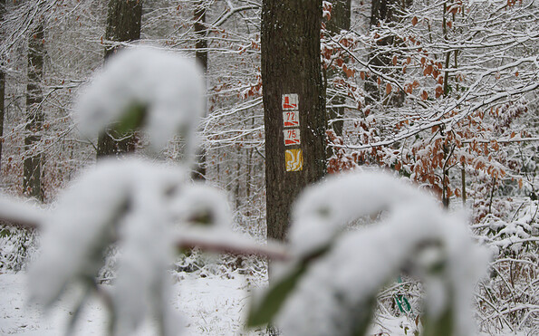 Baummarkierung im winterlichen Wald, Foto: Bansen-Wittig