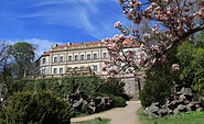 Blühende Magnolien am Schloss Wiesenburg, Foto: Bansen-Wittig