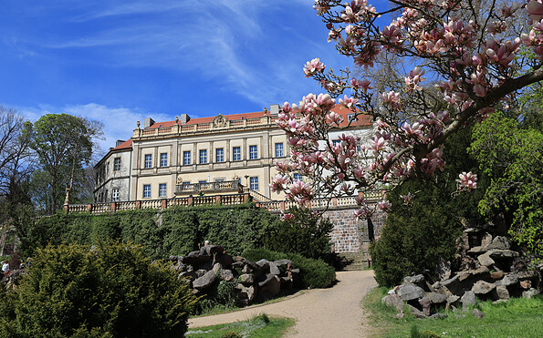 Blühende Magnolien am Schloss Wiesenburg, Foto: Bansen-Wittig